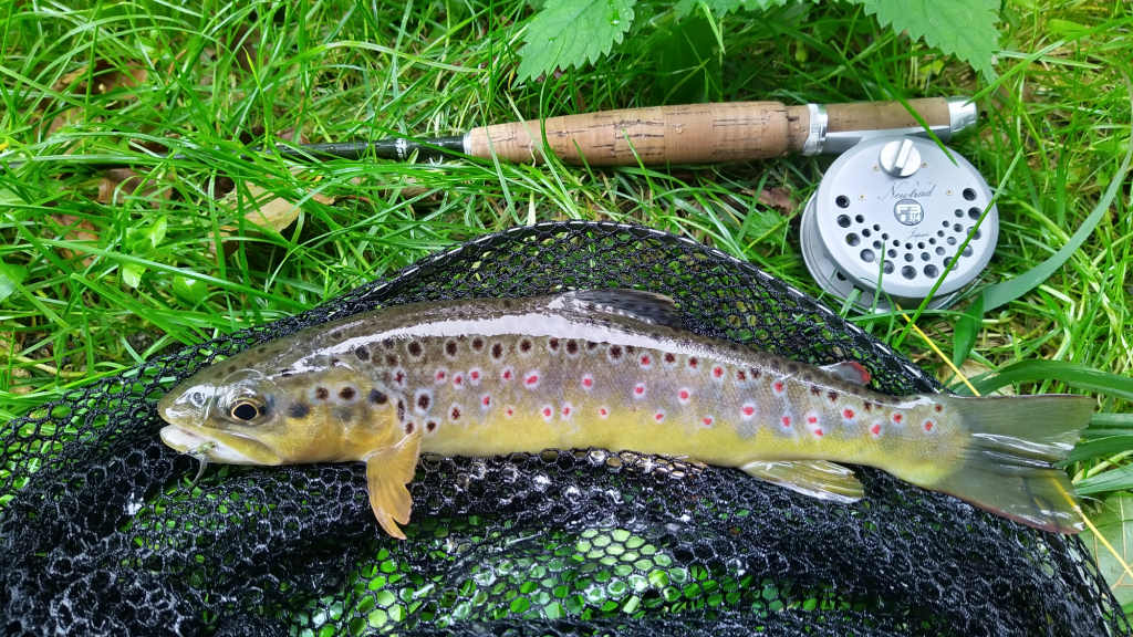 Photo of the trout on the net